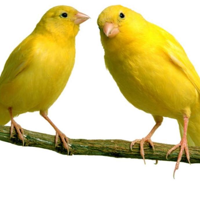 Vitamin WP untuk Breeding Burung 50 gram vitamin ternak BRANJANGAN KENARI LOVEBIRD AFGREY GOLDAMADIN