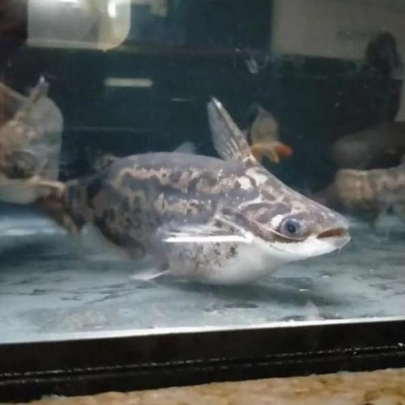 ikan colombian catfish PEM