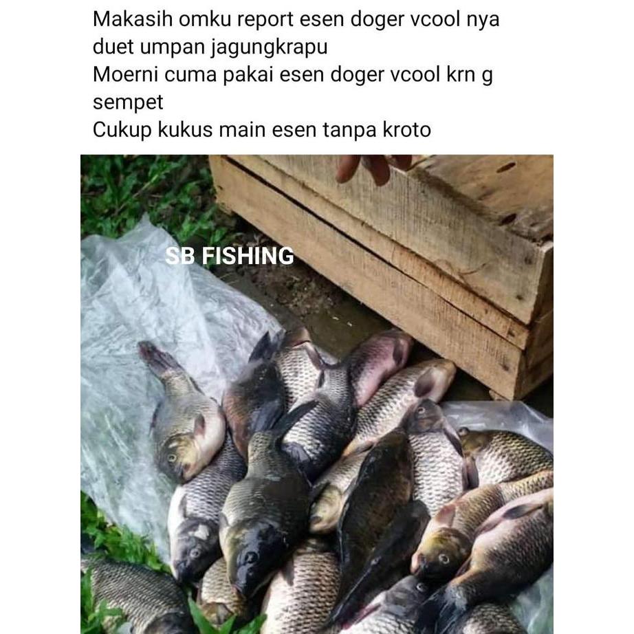Umpan pancing ikan mas - jagung kerapu