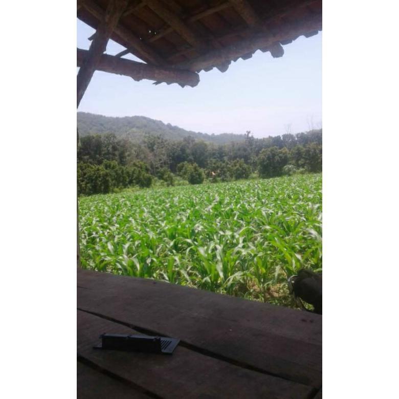 Promo Cod Benih Jagung Hibrida Nk 6172 Perkasa 1Kg #Bibit Jagung#Jagung Perkasa#Bibit Nk Perkasa 