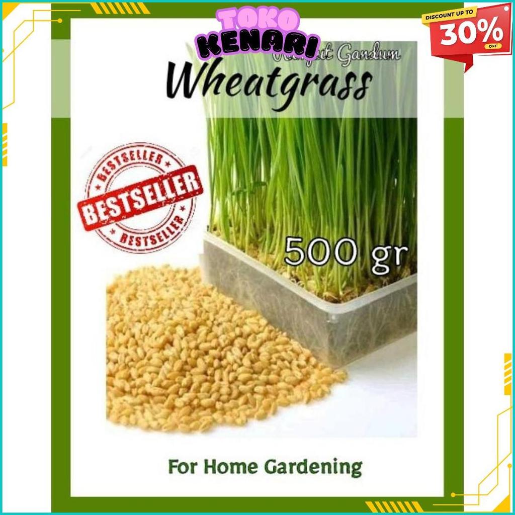 Bibit Wheatgrass Biji Rumput Gandum 500Gr Siap Kirim