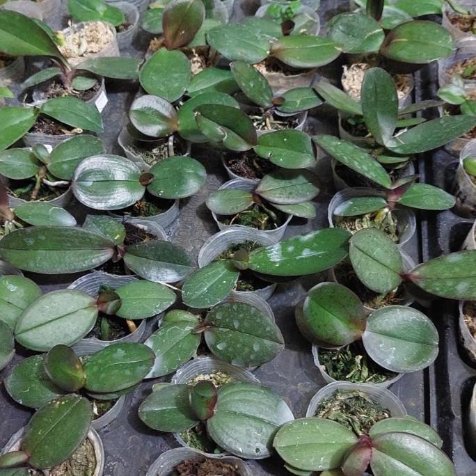 New- bibit anggrek bulan bunga jumbo