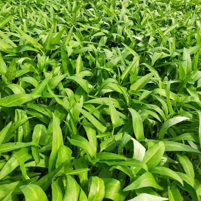 Benih kangkung 1 kg super dakota