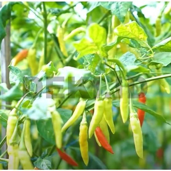 Benih Cabe Maros Bibit Cabai Rawit Unggul 10 Gram TBA Seed