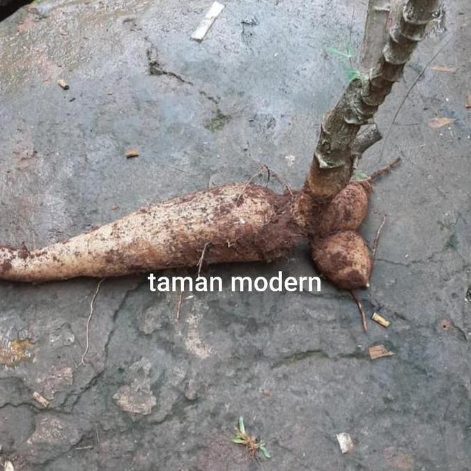 SINGKONG RACUN UKURAN 1 KG-buah singkong racun,singkong genderuwo,