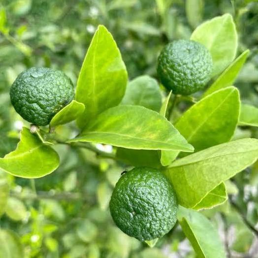 Tanaman Jeruk limau ( Jeruk Sambal)