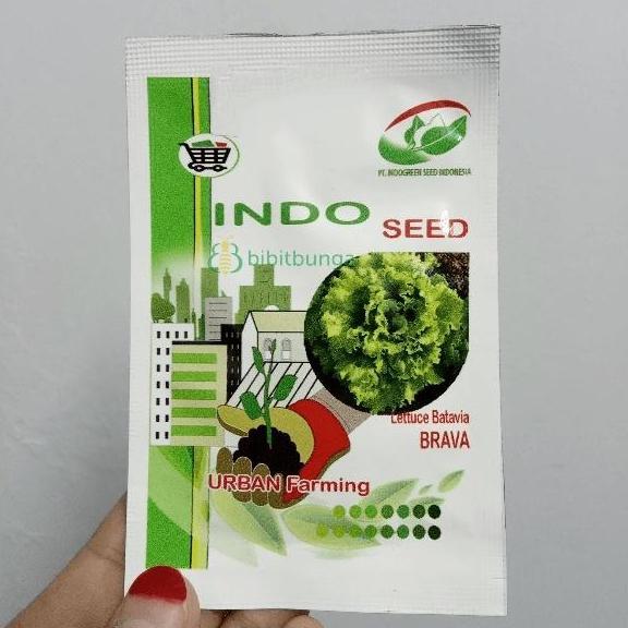 Benih Bibit Selada Keriting BRAVA Batavia Lettuce Indoseed Hidroponik