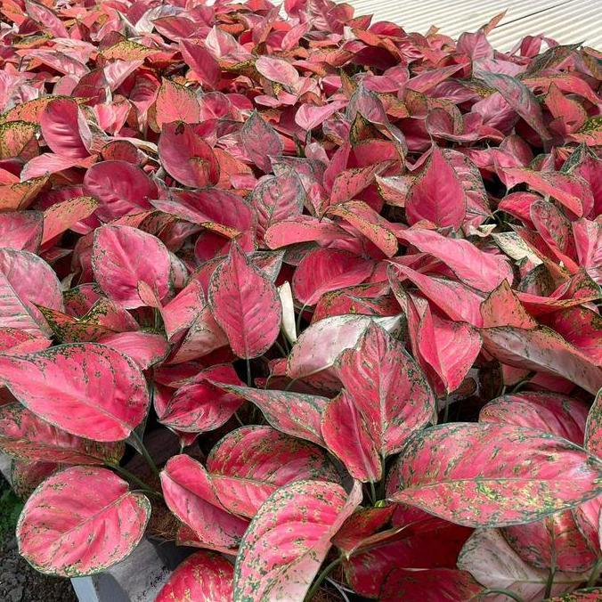 benih bunga aglonema big apel