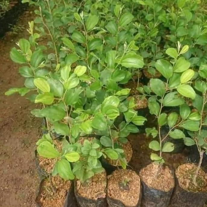 Bibit Buah Apel Futsa - Apel India