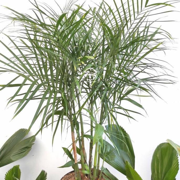Palem Komodoria / Palm Komodoria / Pohon Palem Komodoria