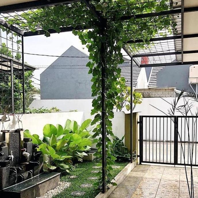 tanaman hias rambat thunbergia putih - Bibit Tanaman Thunbergia Putih