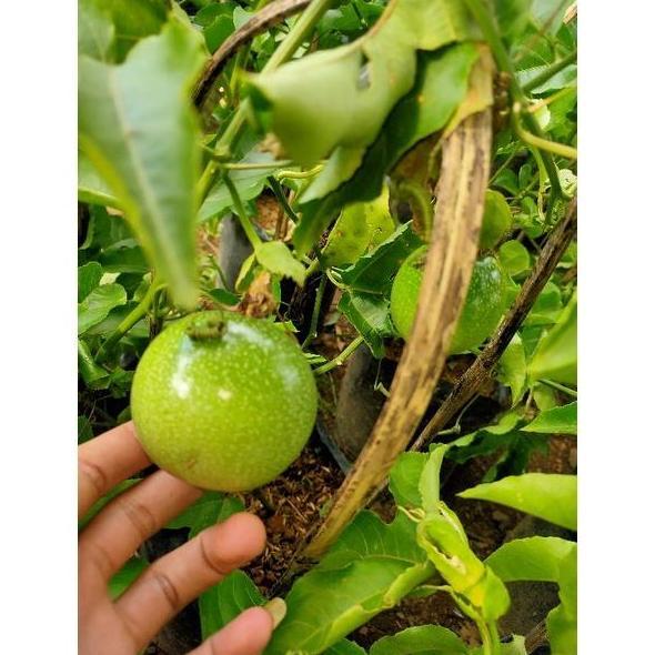 pohon markisa merah madu / tabulampot sudah berbuah