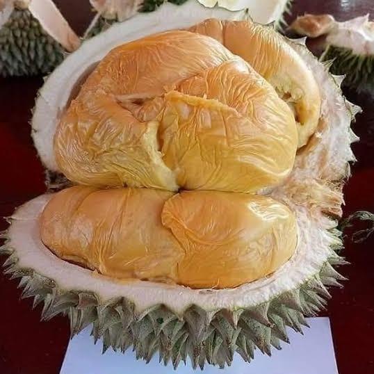 bibit durian duri hitam / Ochee