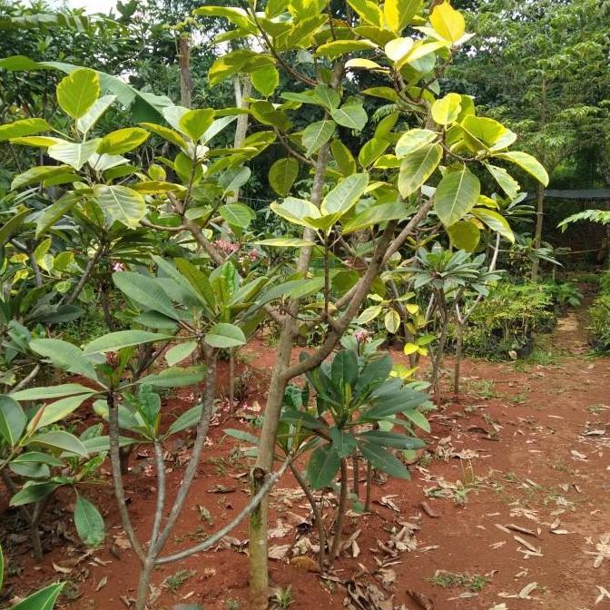 POHON KARET KEBO KUNING. Tinggi 2 Meter.