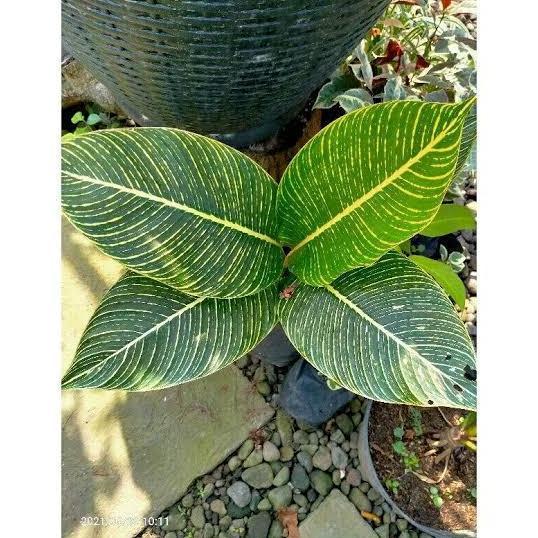 Tanaman Hias Pisang Bugis Golden/ Keindahan Daun unik