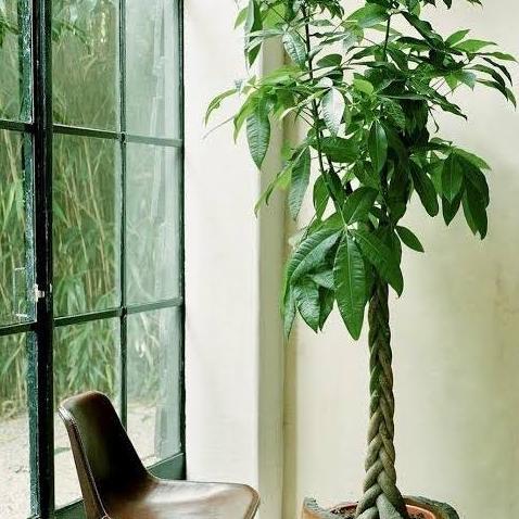 Tanaman Hias Pohon Uang (pachira)