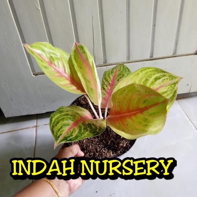 bibit bunga aglonema Andini super_tanaman aglonema andini