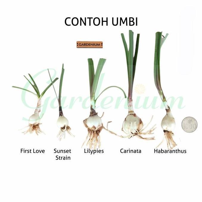 Umbi Bunga Rain Lily Lemonade - Rainlily Zephyranthes Hybrid