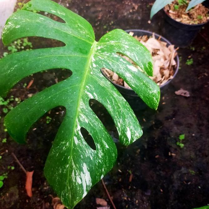 monstera variegata 1 daun pancing B