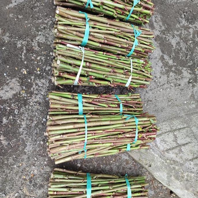 Bibit Singkong Papua Super per Ikat 1 kg