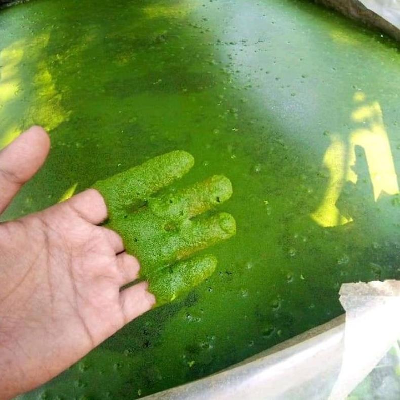 Baru Wolfia 5 Ons & 1Kg Wolffia