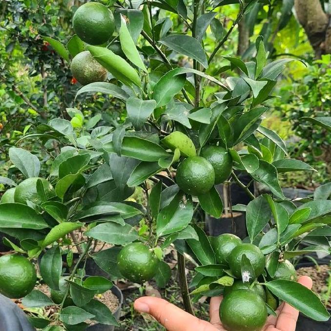 PAKET 3 JERUK BERBUAH || PAKET BIBIT JERUK BENIH JERUK BERBUAH RIMBUN SUPER TUMBUHAN