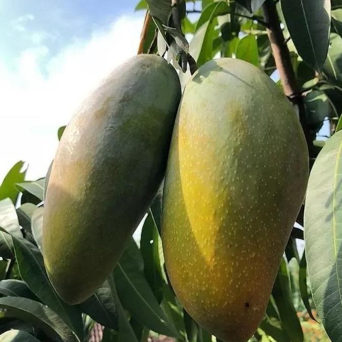 Bibit MANGGA KIOJAY SIAP BERBUAH TUMBUHAN