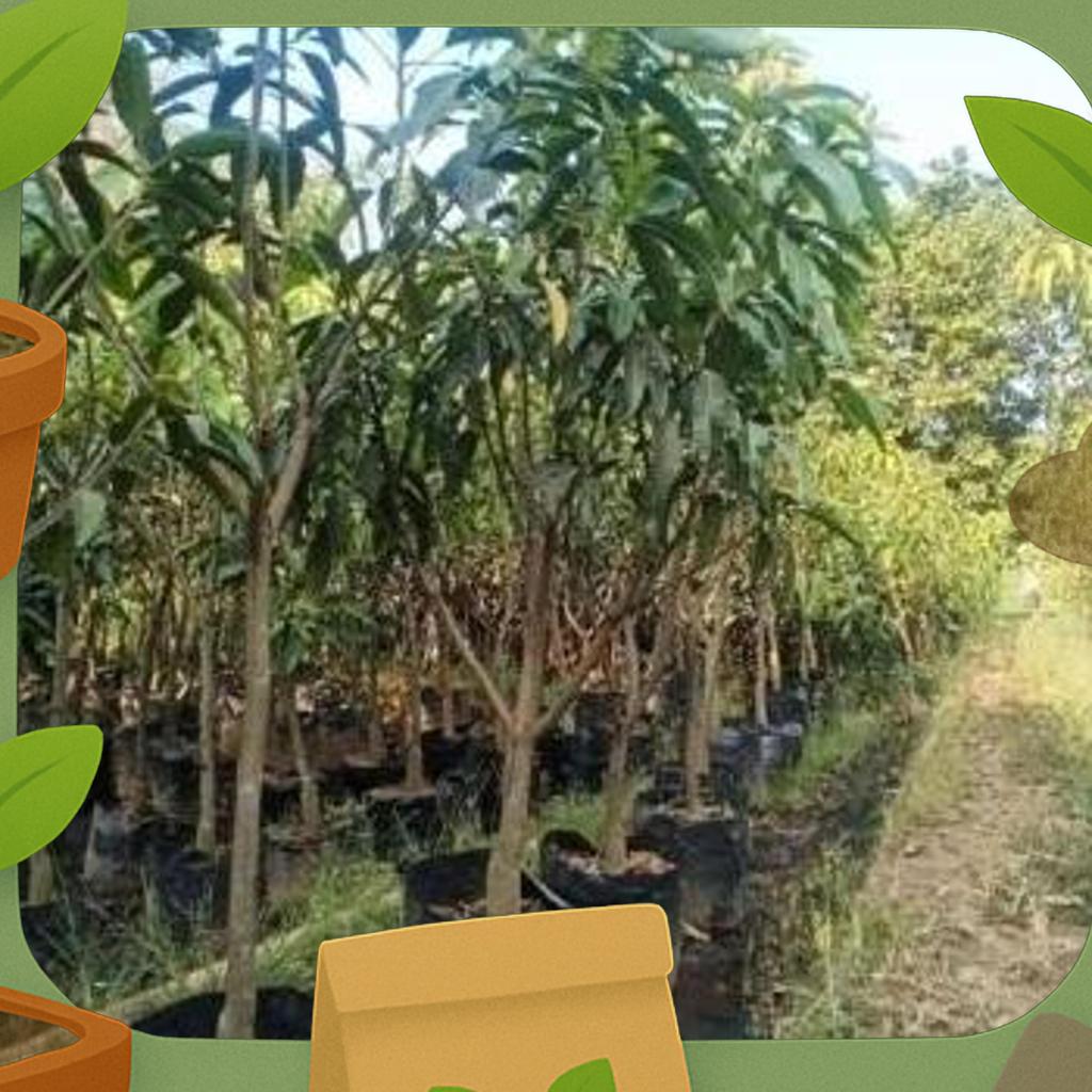 Bibit Pohon Mangga Harum Manis 2 Meter