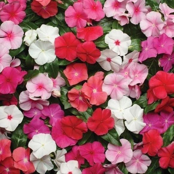 Bibit Benih Biji Bunga Gantung Vinca Mix Warna Tapak Dara Mudah Tumbuh