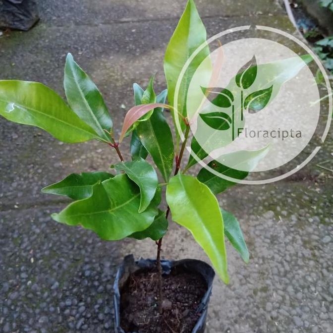 Bibit pohon cengkeh zanzibar/Tanaman cengkeh zanzibar