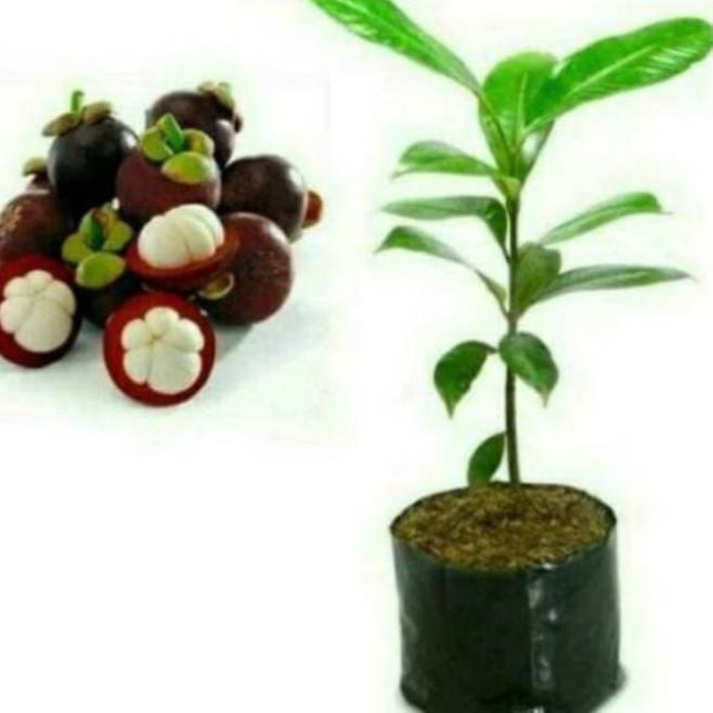 bibit manggis tanpa biji