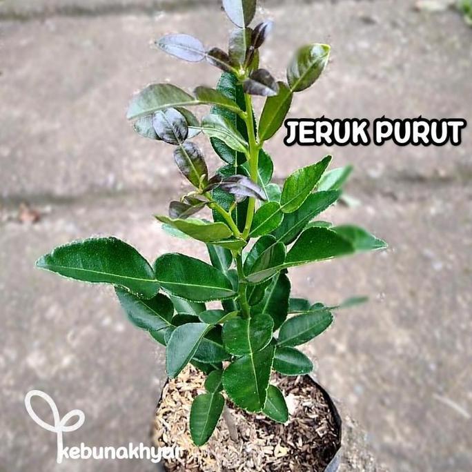 Bibit Jeruk Purut Tanaman Buah Jeruk Purut Pohon Jeruk Purut