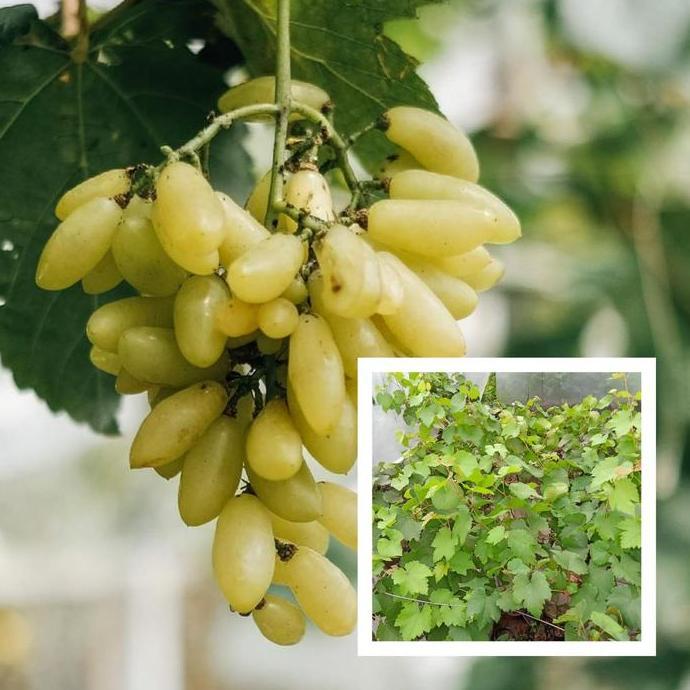 BIBIT ANGGUR IMPORT BANANA