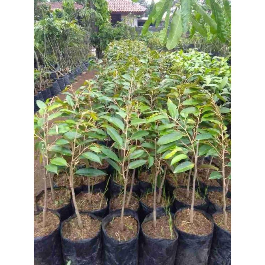 Bibit Buah Durian Bawor