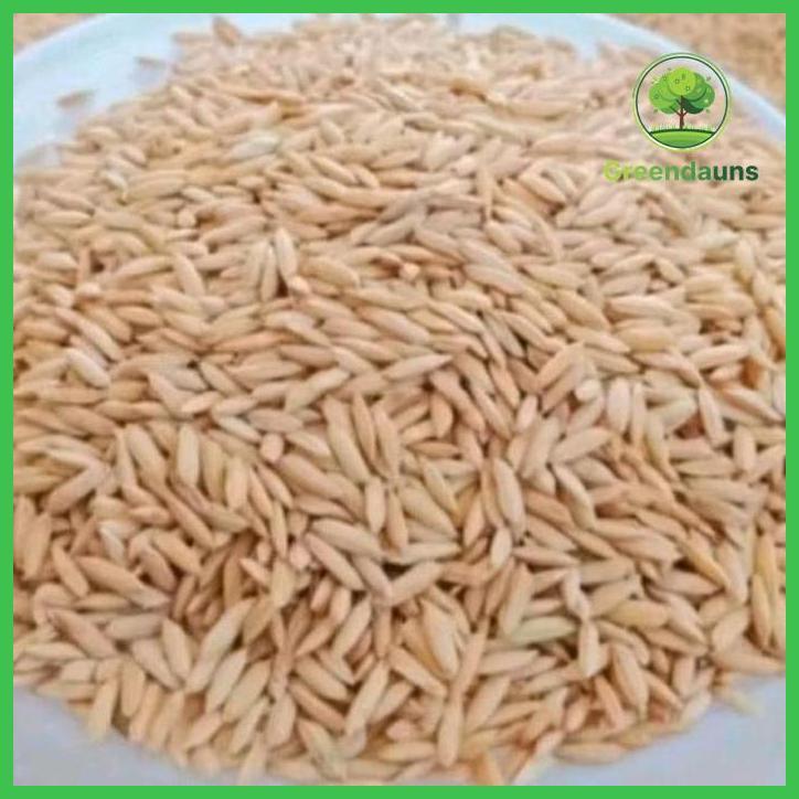 BIBIT PADI INTANI 602 KEMASAN 1 KG BENIH HIBRIDA NK2133 NINGRAT POTENSI HASIL TINGGI 13,9 TON/HA TAH