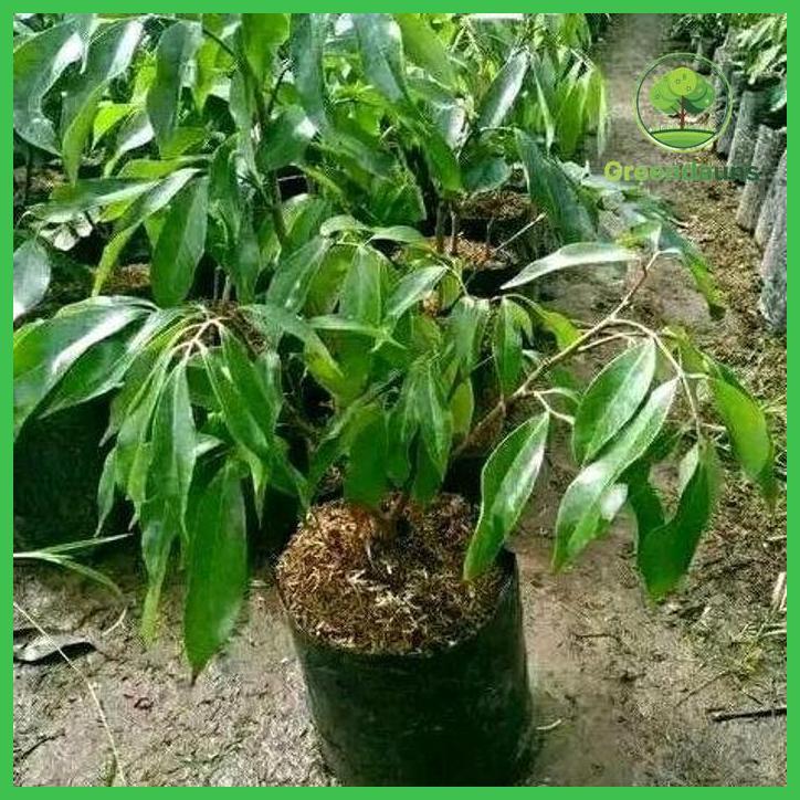 BIBIT TANAMAN LECI KOM MERAH CANGKOK CEPAT BERBUAH BISA TABULAMPOT MURAH TAMAN TANAMANA BIBIT PEKARA