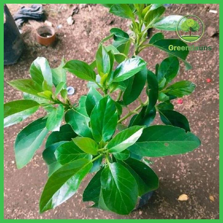 BIBIT ALPUKAT MARKUS - MENTEGA JUMBO HASIL OKULASI BATANG BESAR SIAP BERBUNGA TAMAN TANAMANA BIBIT P