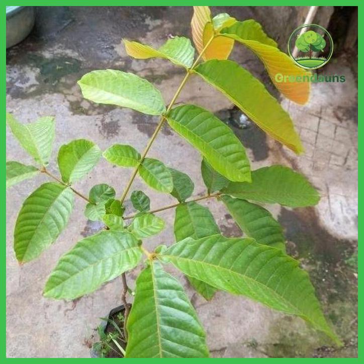 BIBIT MATOA SUPER CEPAT BUAH SIAP TANAM TAMAN TANAMANA BIBIT PEKARANGAN HIASAN BUAH BUNGA