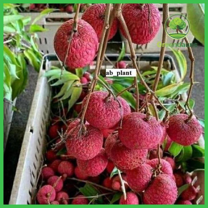 BIBIT LECI MERAH JUMBO HASIL CANGKOK CEPAT BERBUAH SUPER TAMAN TANAMANA BIBIT PEKARANGAN HIASAN BUAH