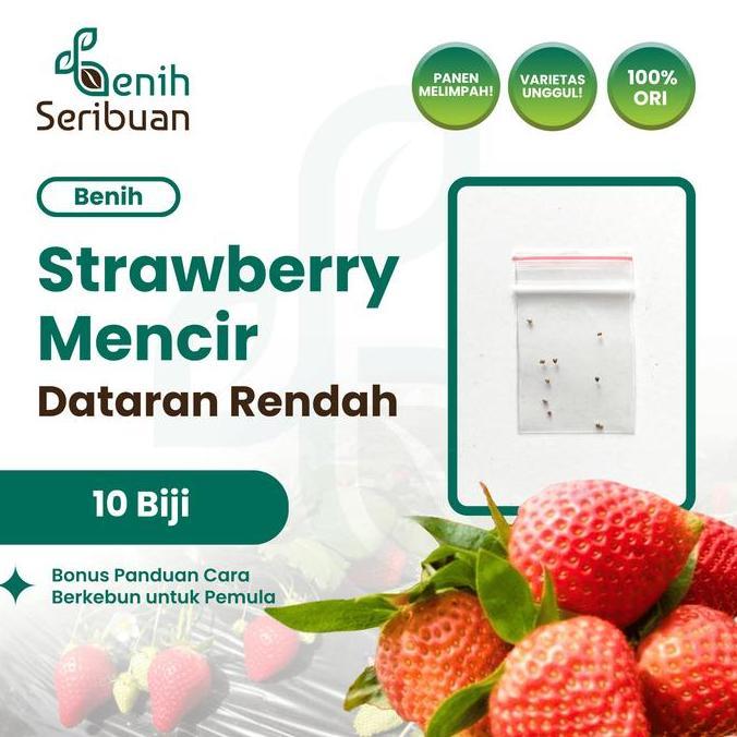 10 Benih Strawberry Mencir Dataran Rendah Benih Buah Stroberi Manis