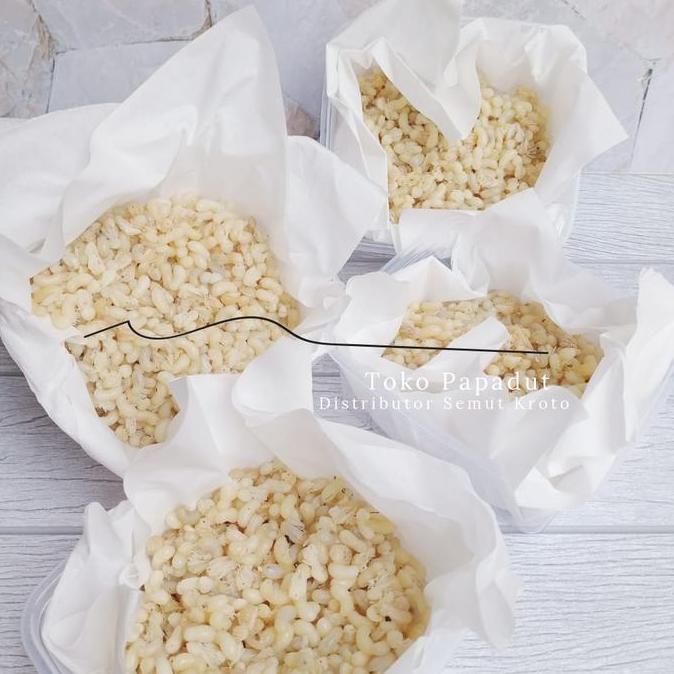 KROTO KHUSUS TELUR BESAR 1 ONS