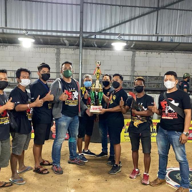 Kamlang Black Platinum Khusus Ayam Muda, Mabung, dan Breeding