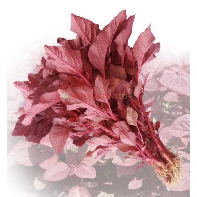 Best- ( 500 gram ) Benih bayam merah PERTIWI 500gr bibit bayam merah pertiwi