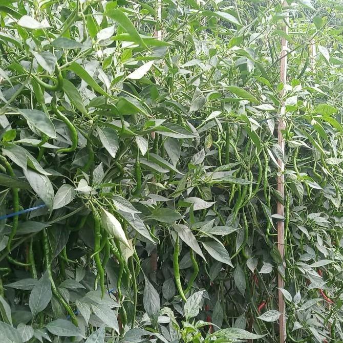 Best- BENIH CABAI KERITING HIBRIDA TROPHY 77