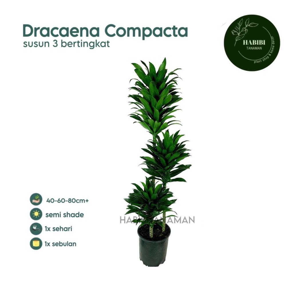 Promo Murah PAKET 3 Tanaman Hias Dracaena Compacta / Janet Craig
