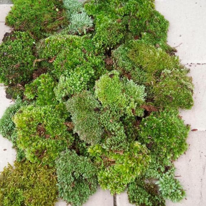 Best- media tanam lumut / moss 1kg