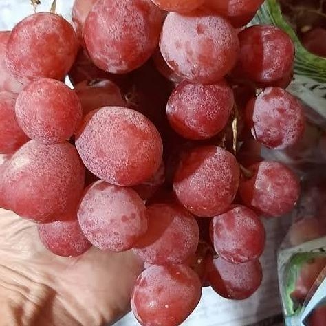Fruxi- Buah Anggur Merah Manis Segar 1/2 Kg