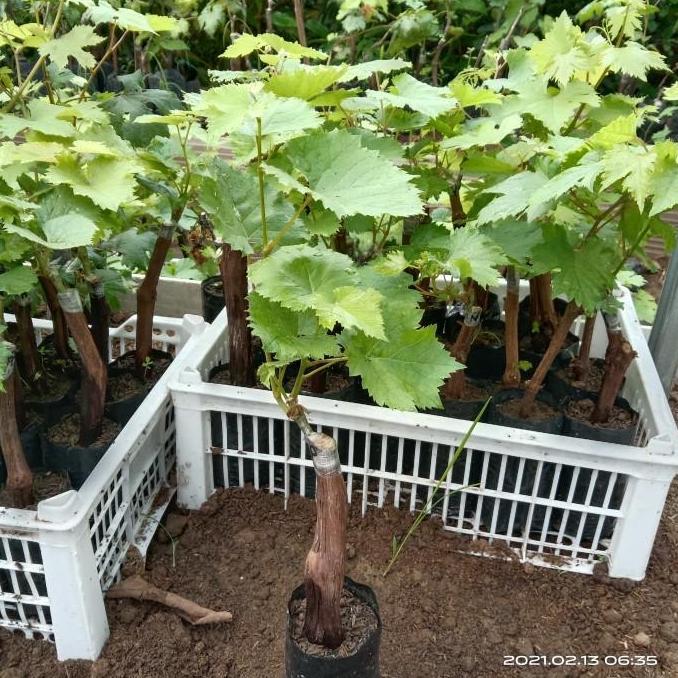 Expert- Bibit Anggur Jupiter - Anggur Impor Jupiter grafting