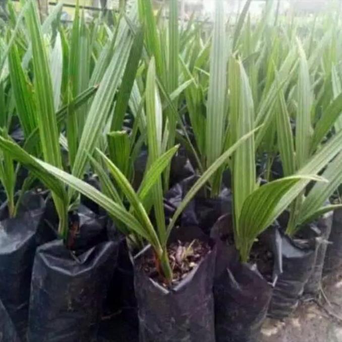 Expert- bibit kurma ajwa kultur jaringan