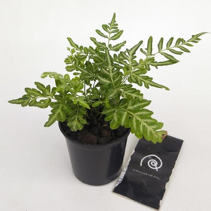 Plnt- Pteris Var. Albolineata - Tanaman Hias Hidup / Silverback Fern